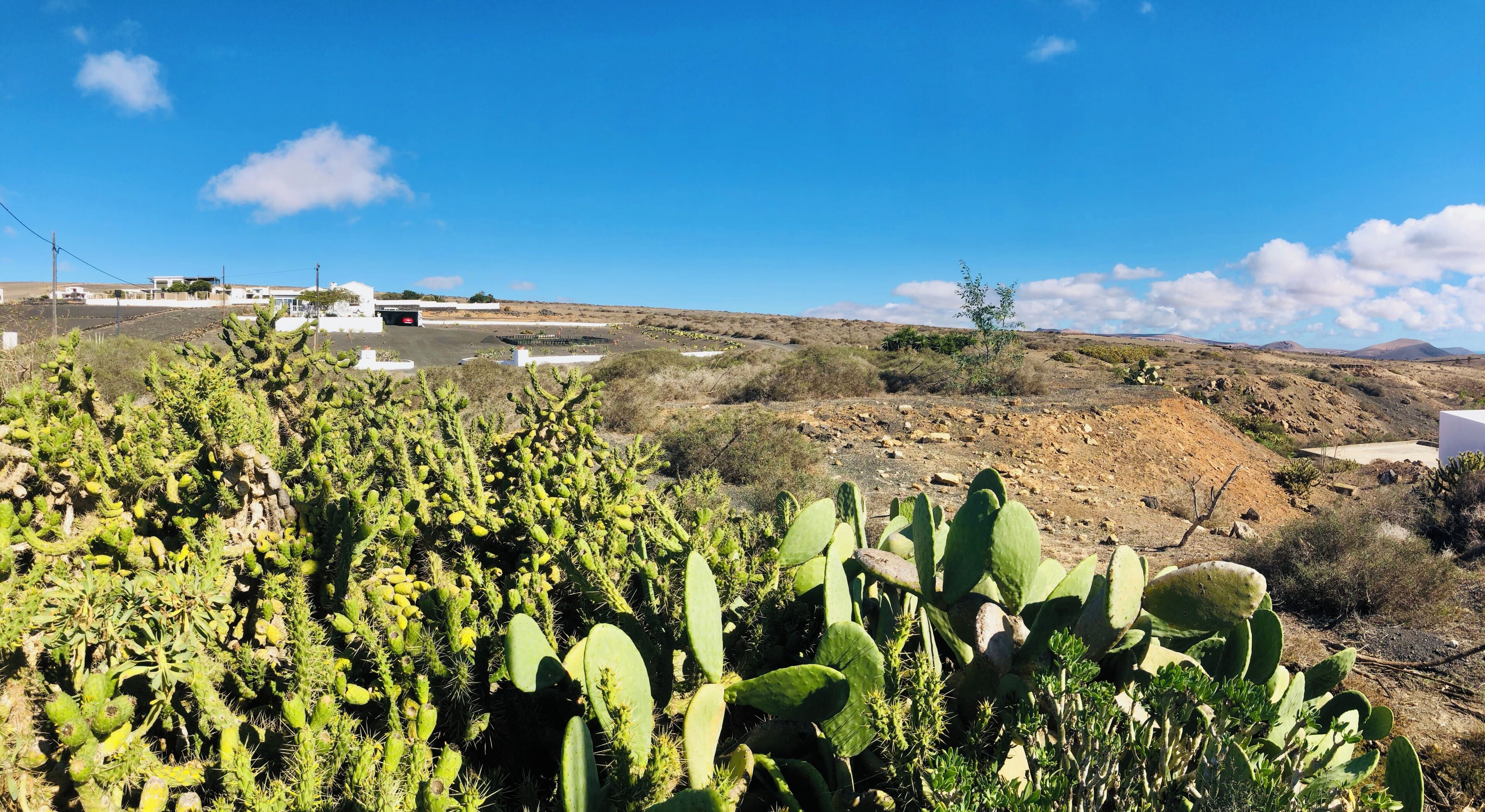 A desert landscape with cacti and sparse vegetation.