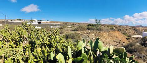 A desert landscape with cacti and sparse vegetation.