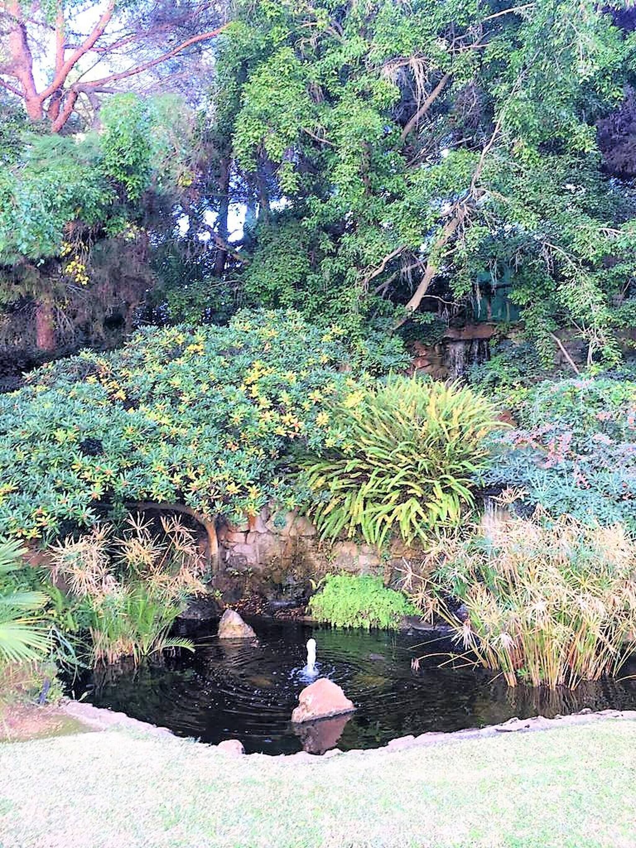 A pond with a fountain, surrounded by various plants and trees.