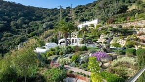 Un jardin en pente, avec un bâtiment blanc, diverses plantes et un palmier.