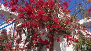 Un bâtiment dont les murs extérieurs sont recouverts de bougainvilliers rouges, avec des murs blancs et des encadrements de fenêtres verts, le tout sous un ciel d’un bleu limpide.