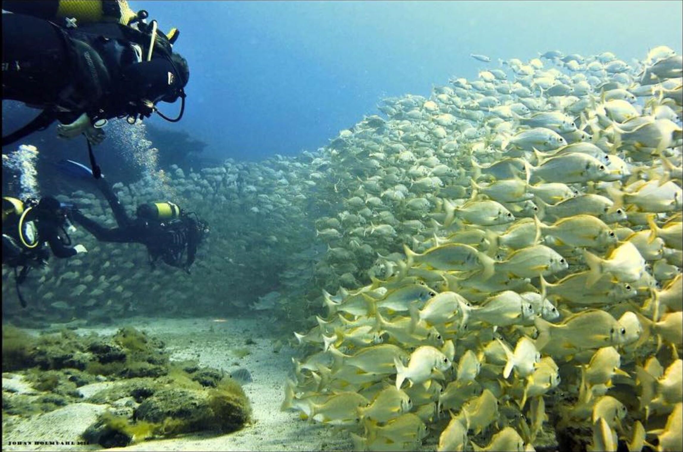 Un grand groupe de poissons nage dans l’océan.