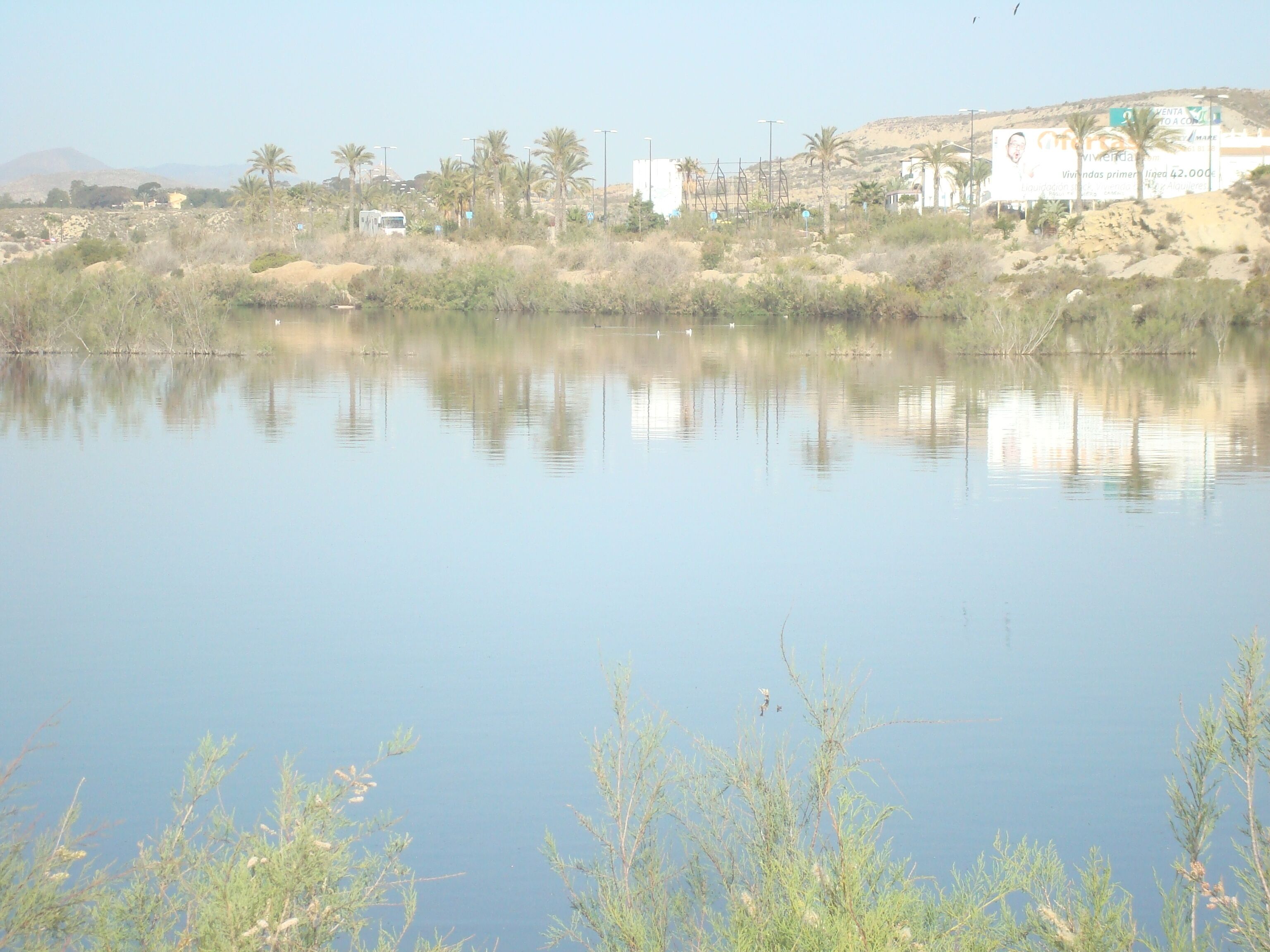 A calm lake with reflections of palm trees and buildings in the background.