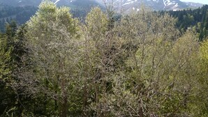 A mountainous landscape with dense forest in the foreground and snow-capped peaks in the background. - Cozy T2 near slopes with parking and balcony (Le Lioran)