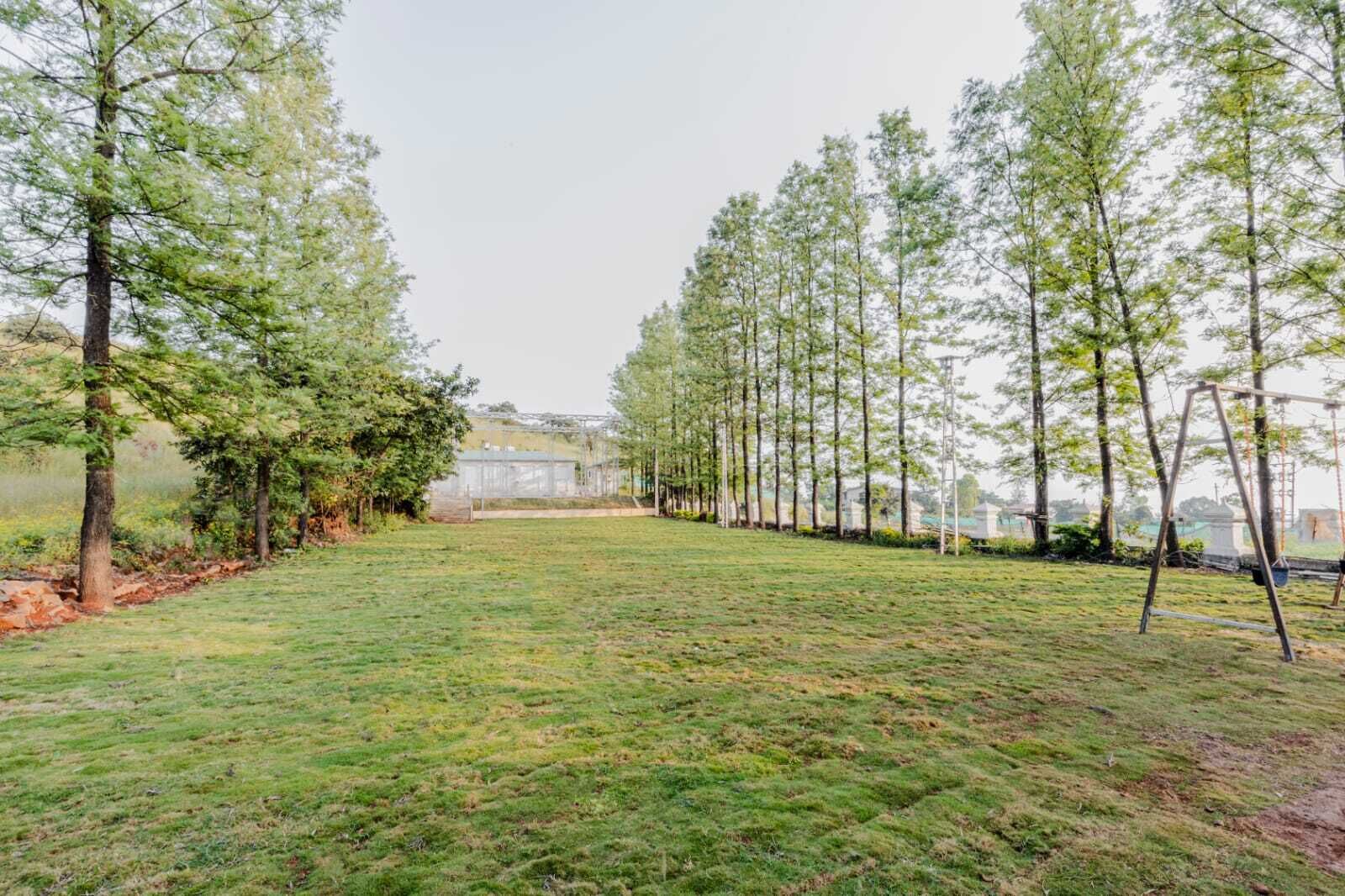 A grassy field with a row of trees and a swing set.