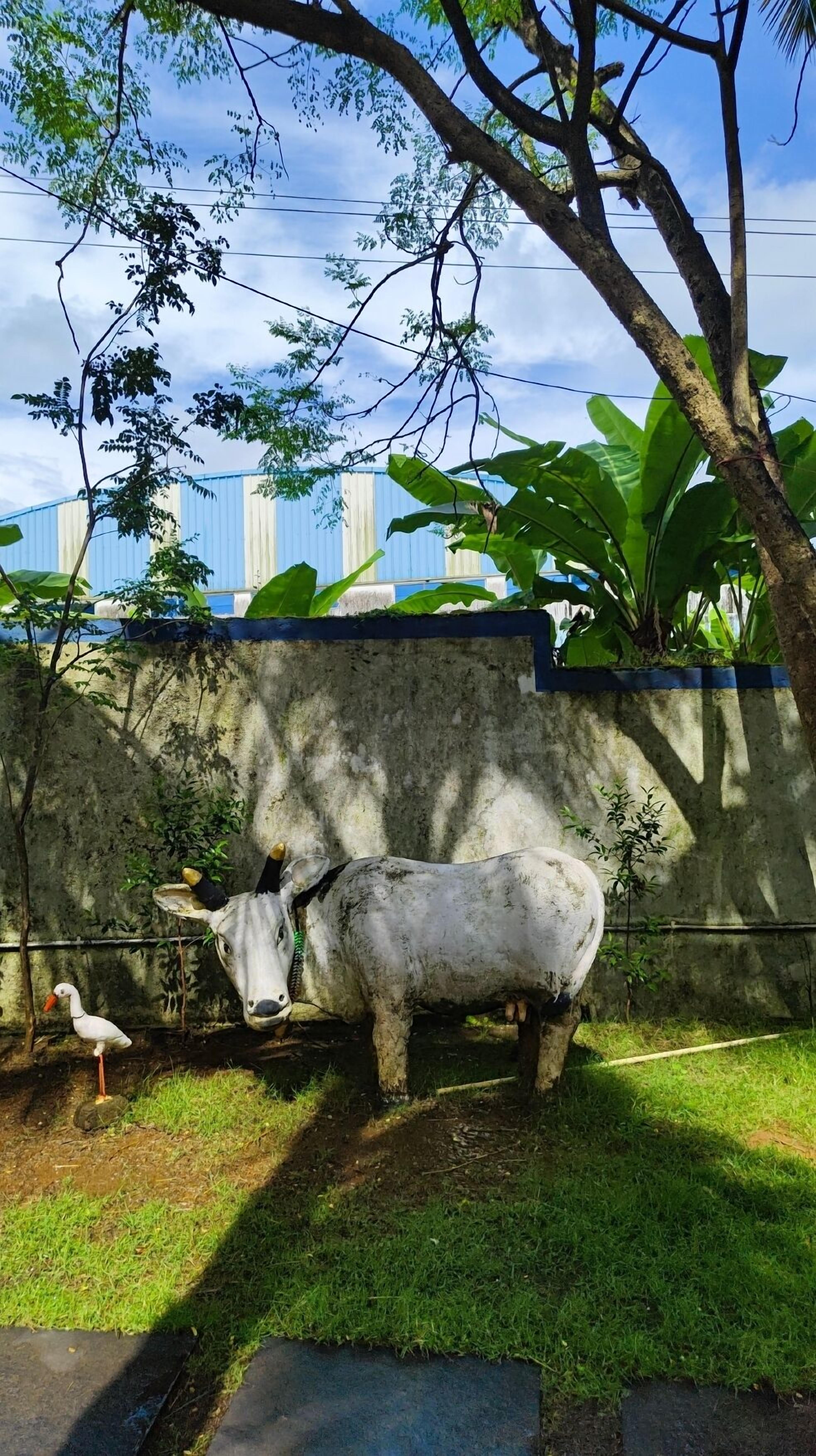 A white cow with a black face and horns, a white duck, and green foliage in a grassy area with a concrete wall and a blue building in the background.