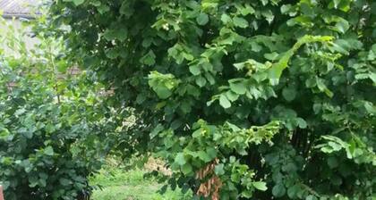 Lilly Comfortable Holiday Residence