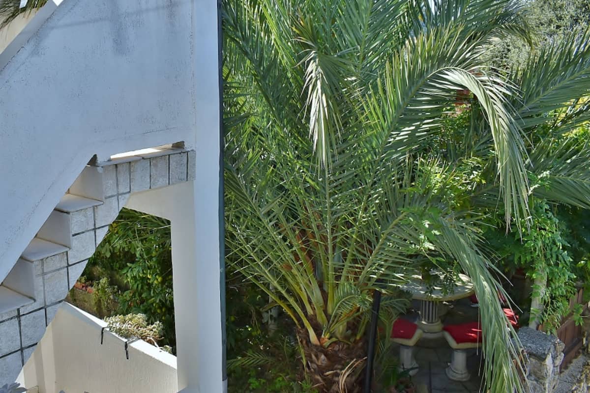 Una escalera con barandilla blanca y una palmera al fondo.