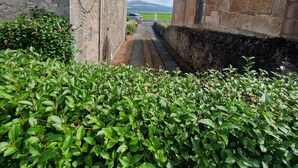 A stone building with a narrow pathway leading to a gate, surrounded by lush greenery. - Fairview (Isle of Cumbrae)