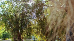 A pathway with benches and trees. - Eski Yeni Tatil Evi (Kumluca)