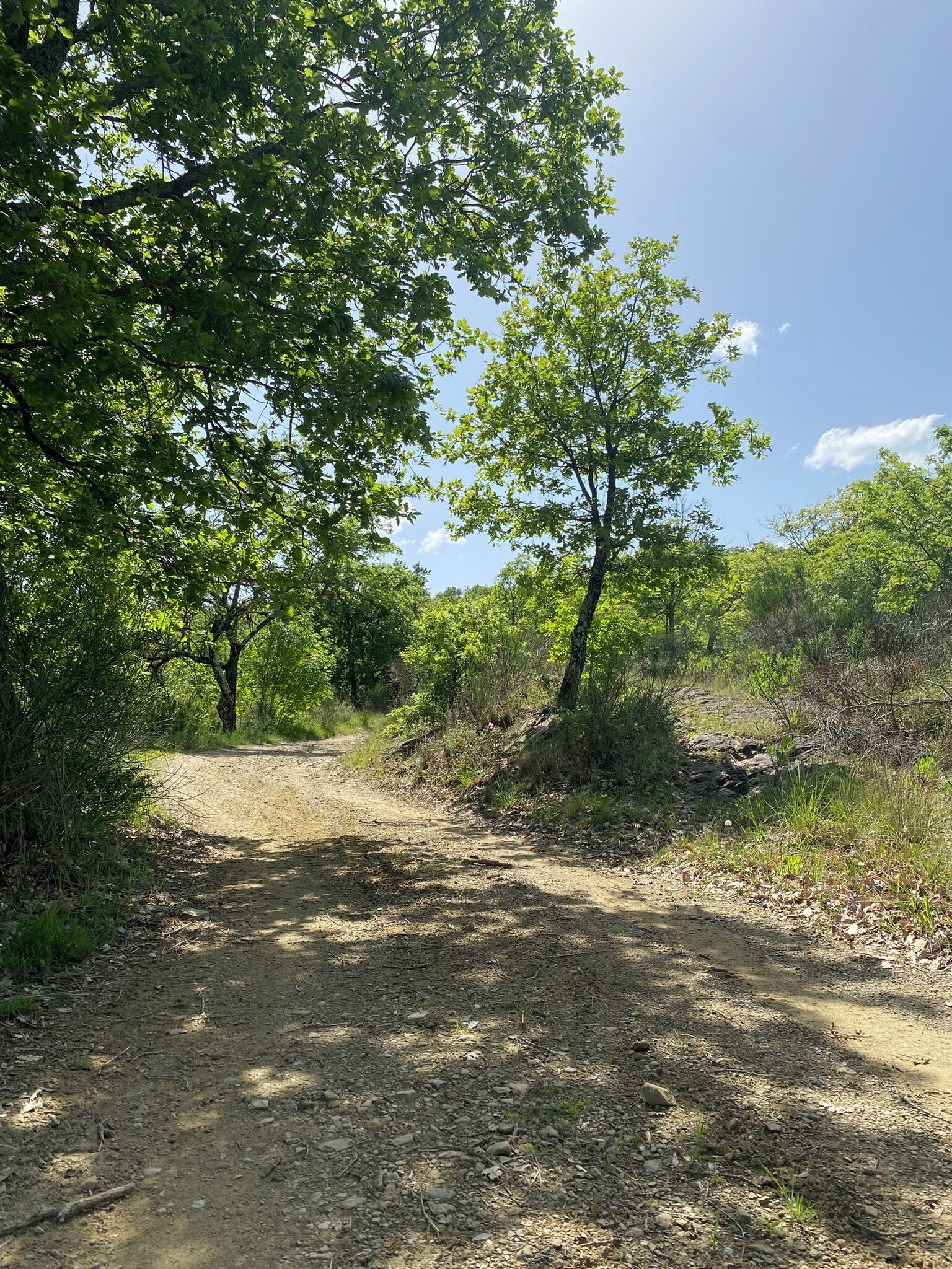 A dirt path surrounded by dense green foliage and trees.