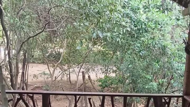 A covered outdoor area with a green floor, a patterned rug, and a metal railing with tree-like designs. - Hidden Jungle Village Wilpattu (Anuradhapura)