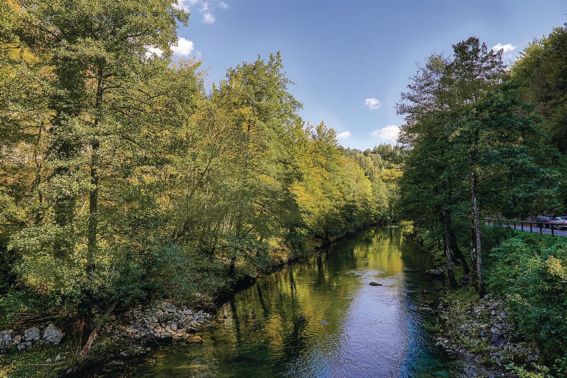 Un río rodeado de un bosque tupido.