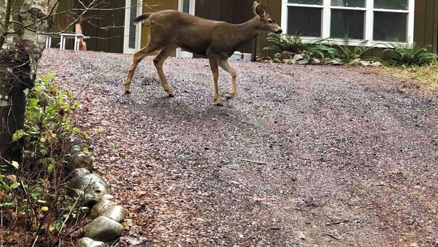 Ein Reh geht auf einer Schotterauffahrt vor einem Haus mit der Hausnummer 350.