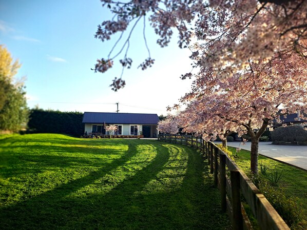 A house with a well-maintained lawn and cherry blossom trees in full bloom. - Early Escape-Welcome to our Eco Friendly and Peaceful Escape in Rural Hamilton! (Christchurch)