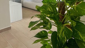 Un dormitorio moderno con una pared de mármol, una cama con ropa de cama blanca y una planta grande en maceta al frente.