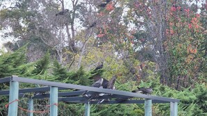A garden with a pergola, potted plants, and a statue. -  Nannup Riverview Cottage, fully Self Contained Holiday Let (Nannup)