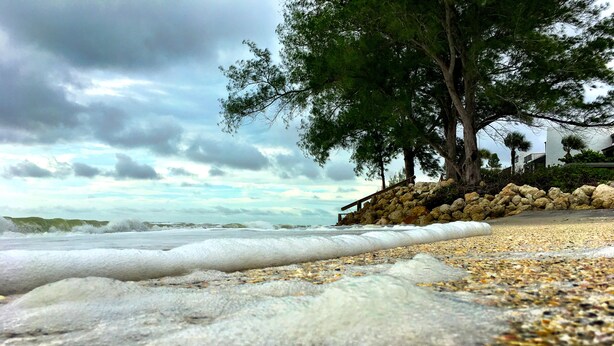 Une plage avec des vagues, des galets et un arbre.