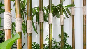 Un escalier avec des marches en pierre et des plantes en bambou enroulées de ficelle.