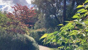 A paved garden path surrounded by lush greenery and trees with red leaves. - Grand View Luxury Villa (Kangaroo Valley)