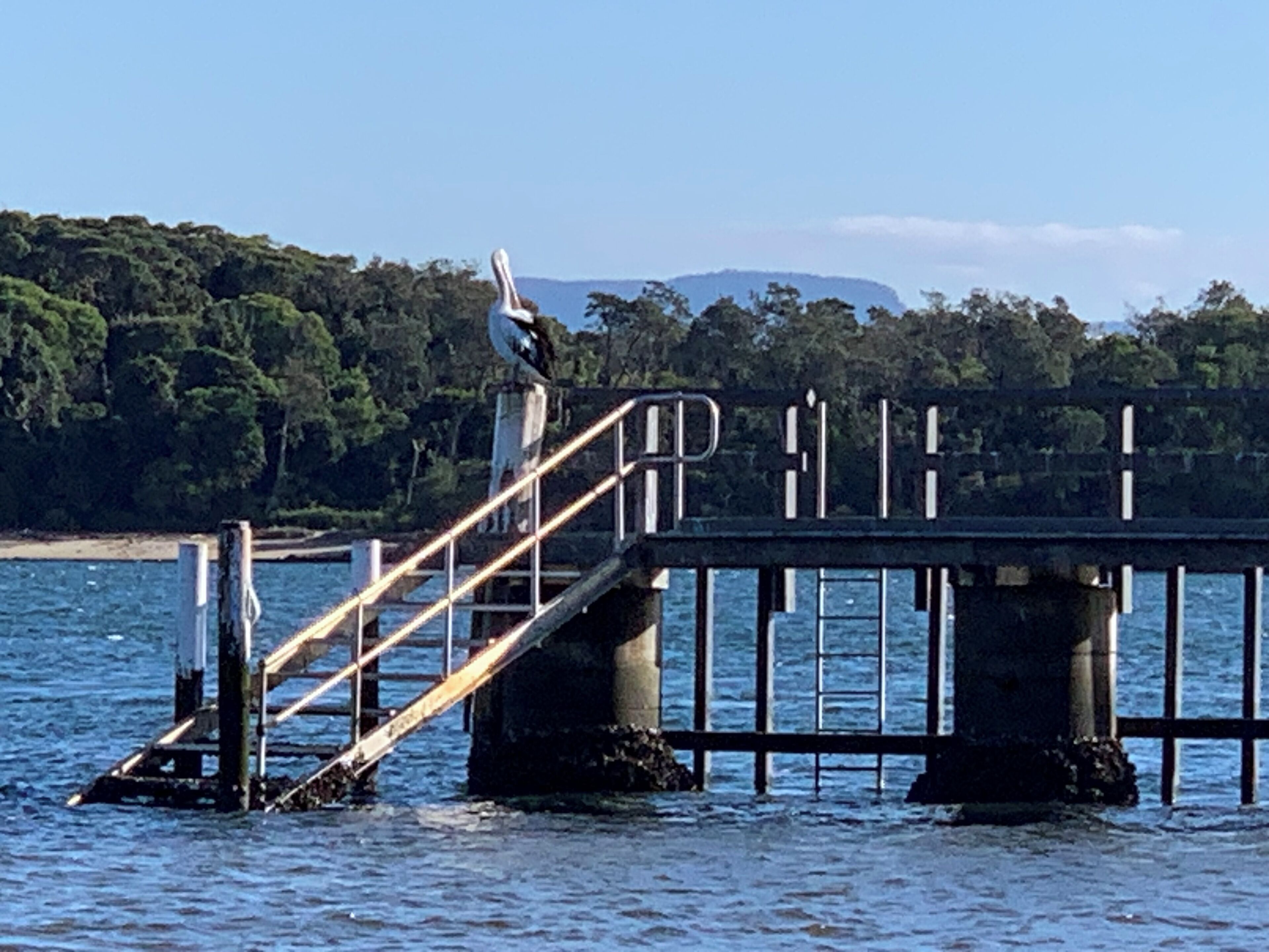 Un muelle que se adentra en el agua, con un ave posada en la barandilla.