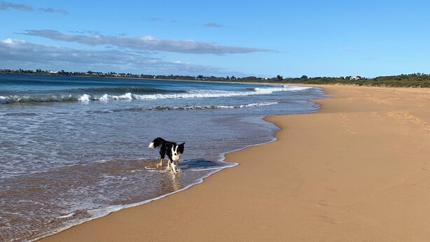 A beach with a dog near the water's edge.