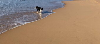 Pet friendly holiday cottage close to beach and river.