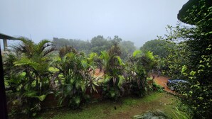 Un rigoglioso giardino con diverse piante tropicali e un sentiero sterrato.