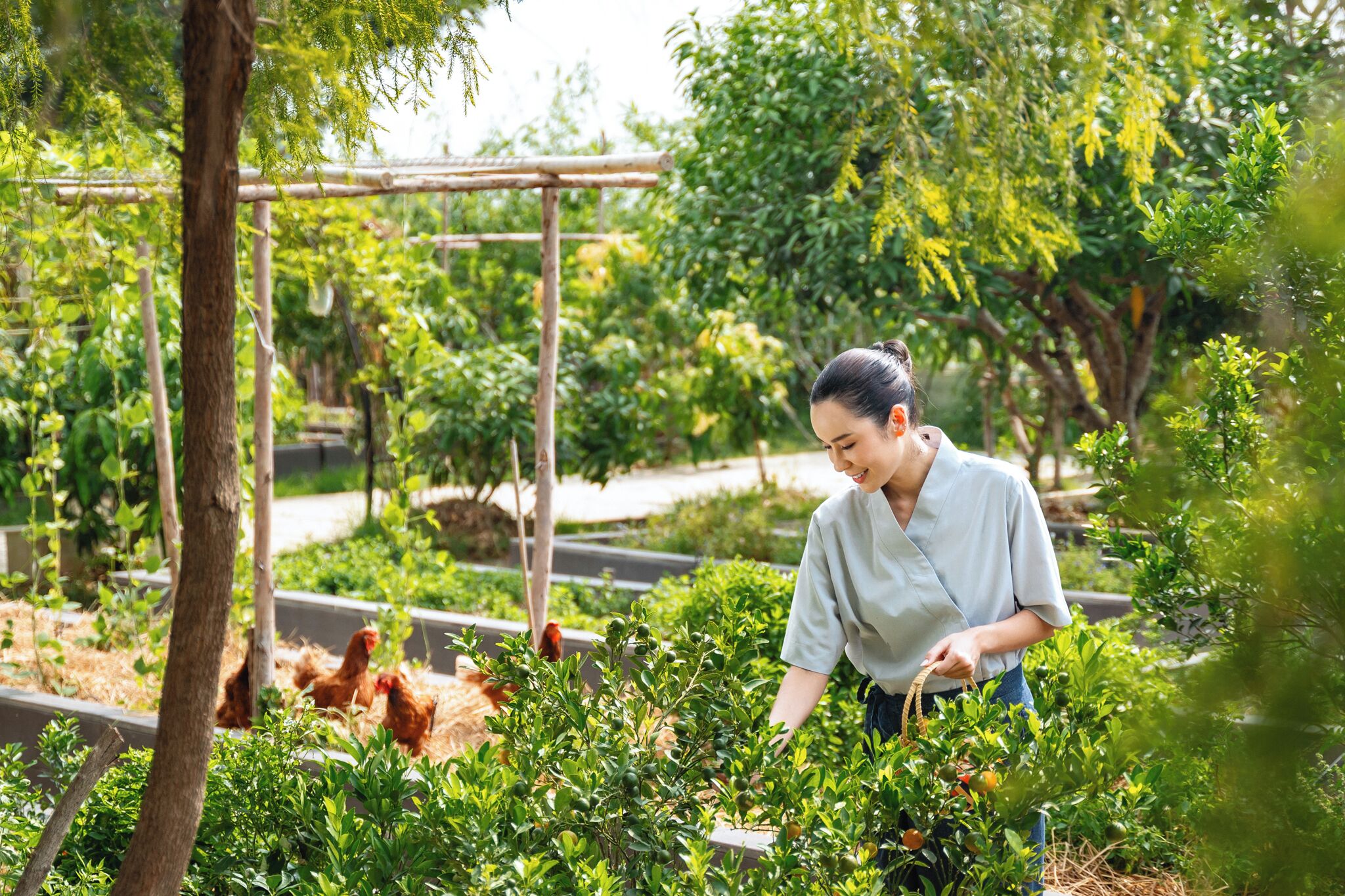 A person tending to plants in a garden with a wooden pergola and chickens in the background.