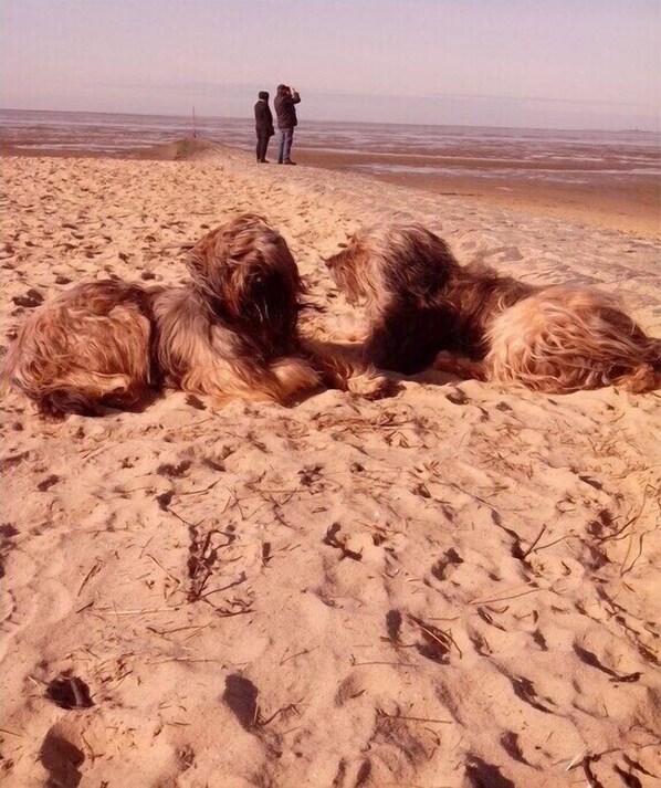 Plage