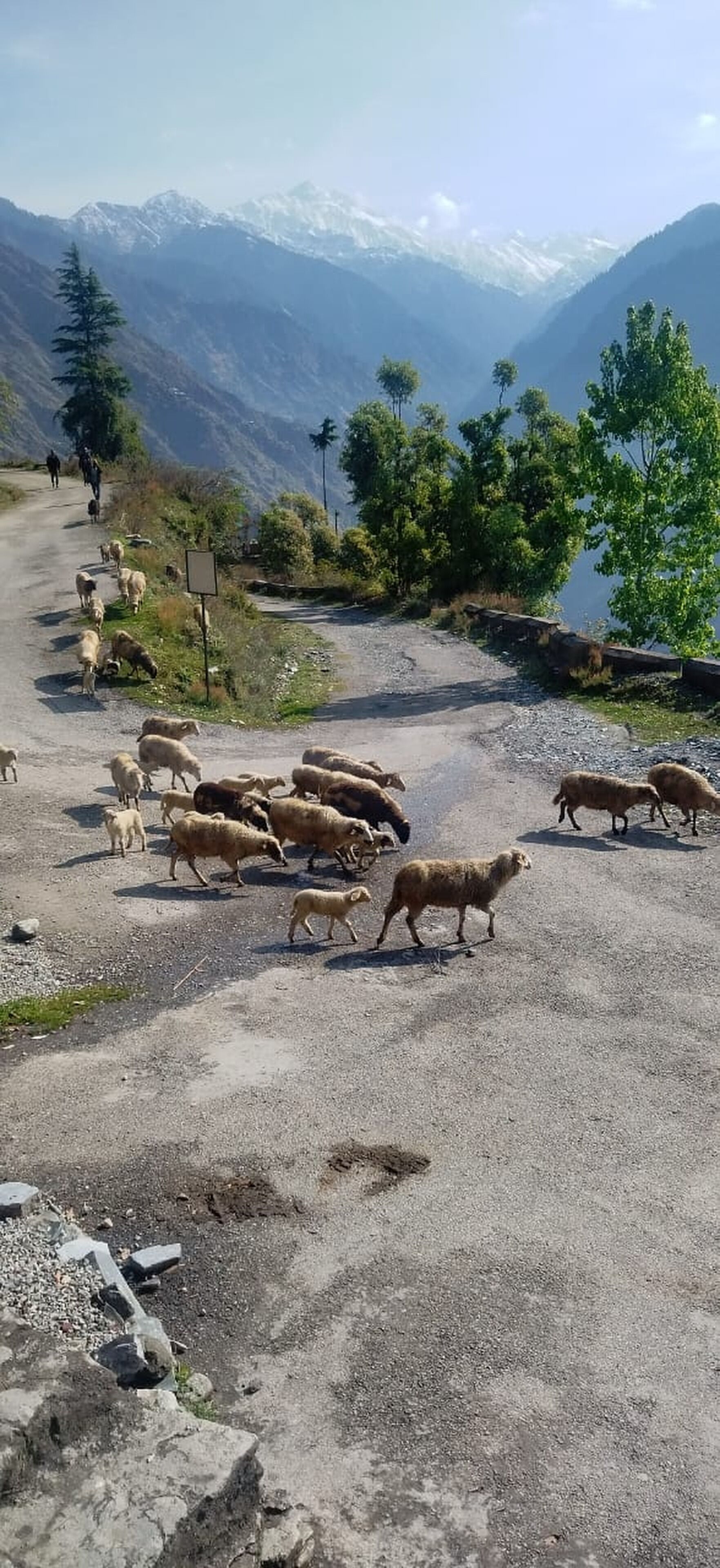 Una strada sterrata con un gregge di pecore e alcune persone in lontananza.