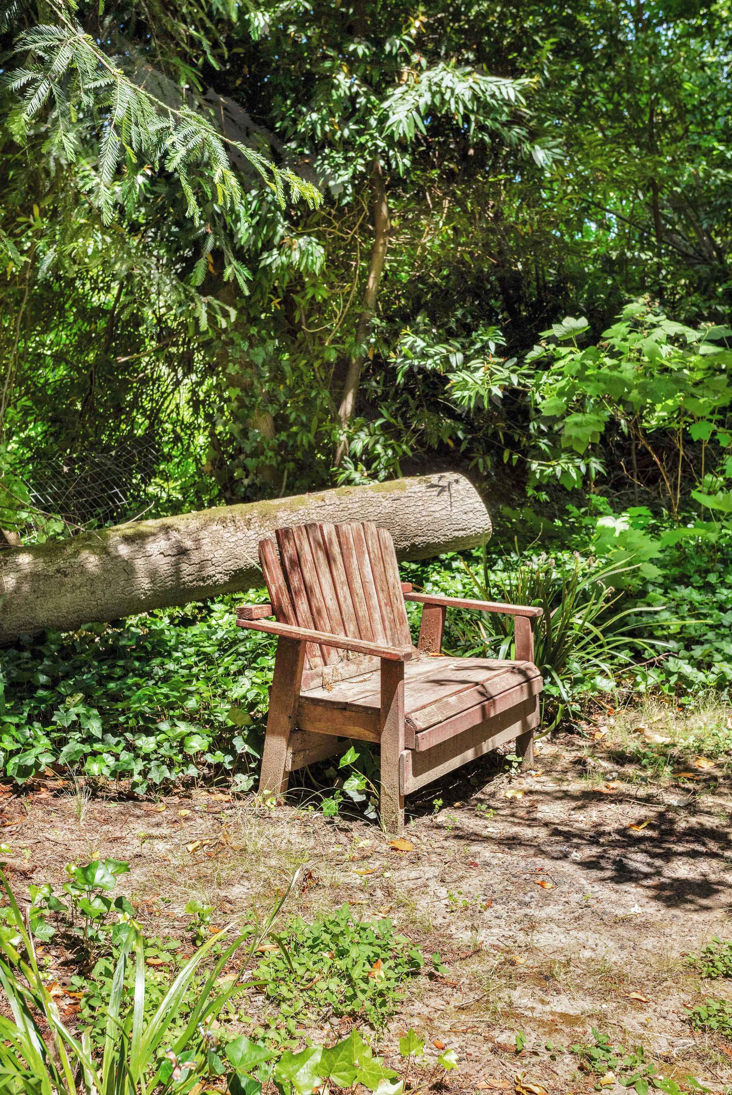 Un banc en bois, situé dans une zone boisée à la végétation dense, avec un grand tronc d’arbre à proximité.