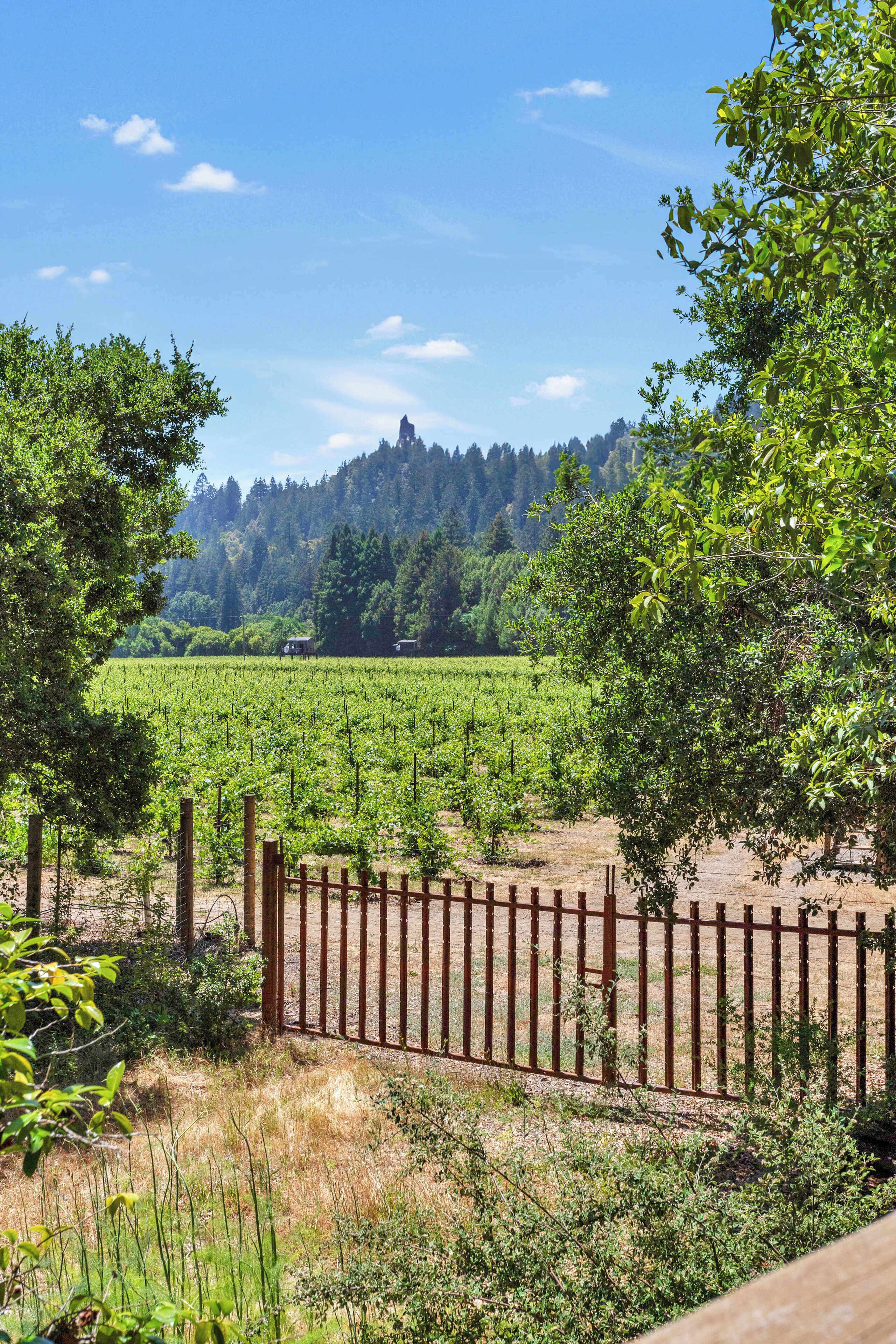 A vineyard with rows of grapevines, a wooden fence, and a forested hill in the background.