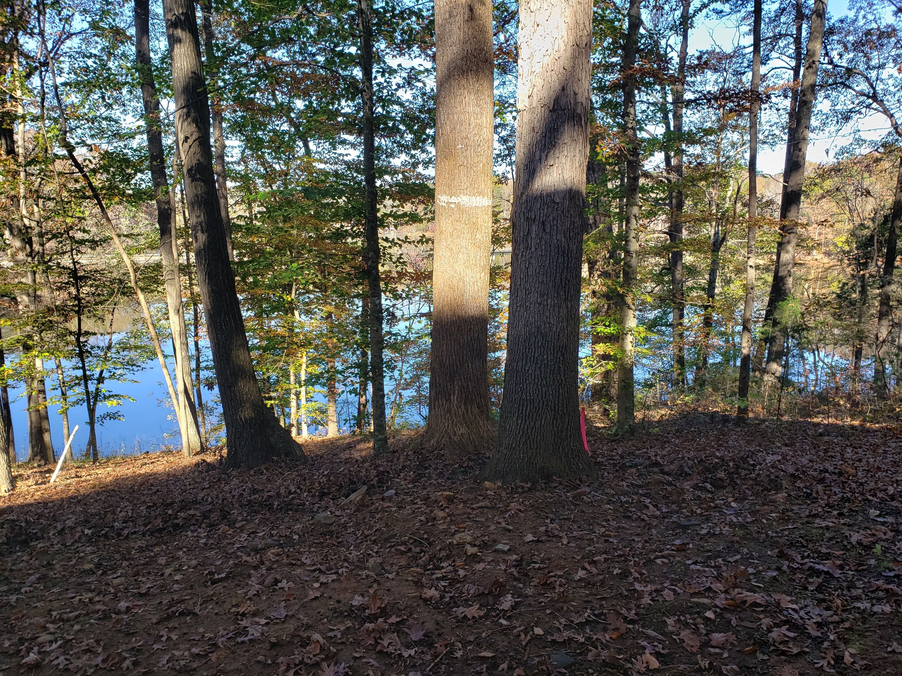 Metsäinen alue, jossa on järvi, ja jota ympäröivät korkeat puut sekä maasto, joka on peittynyt pudonneisiin lehtiin.
