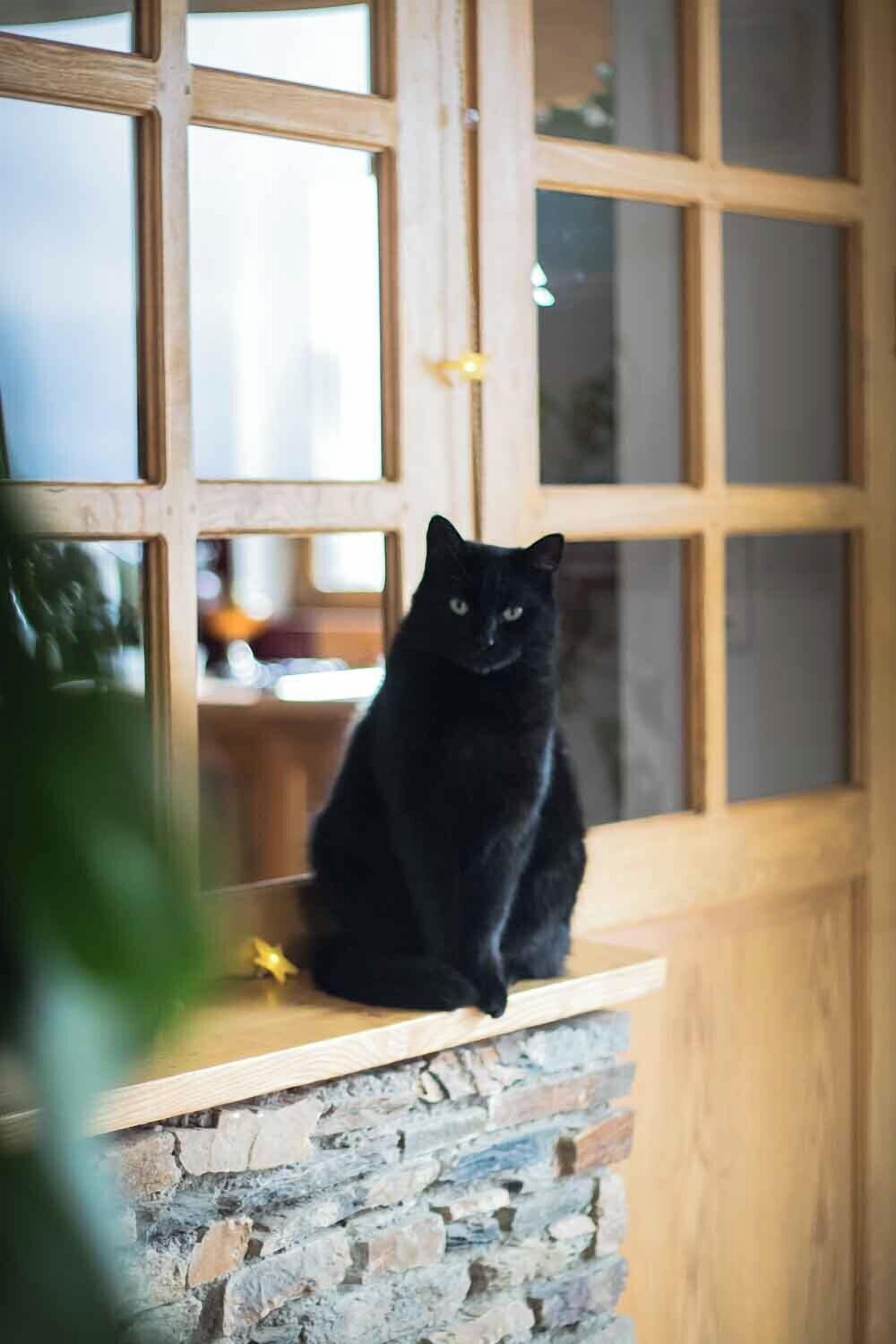 Eine schwarze Katze sitzt auf einem hölzernen Sims neben einem Fenster mit vielen Fensterscheiben.