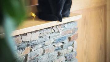 Un gato negro sentado en un alféizar de madera junto a una ventana con múltiples divisiones.