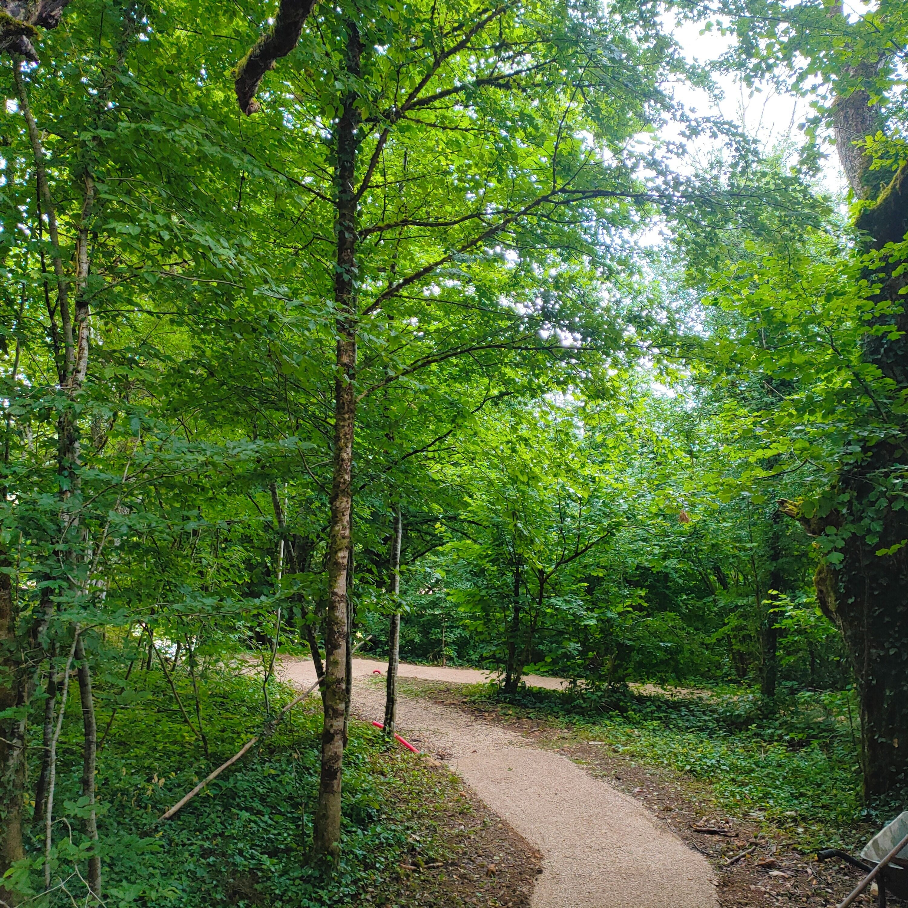 A forest path surrounded by dense green foliage.