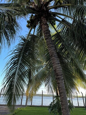 Relax by the serene beachfront, surrounded by a palm tree and calm waters.