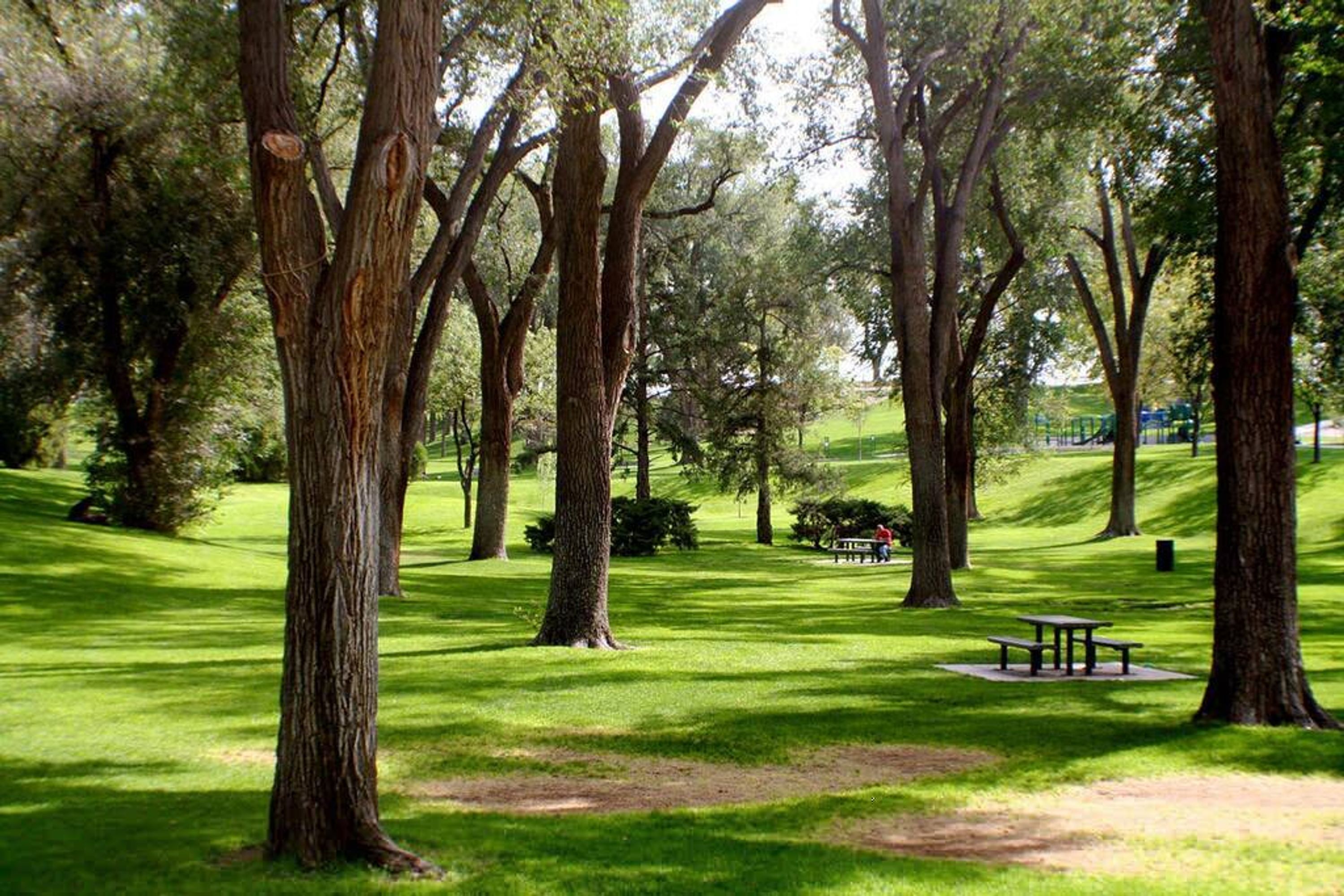 A park with large trees, a picnic table, and a bench.