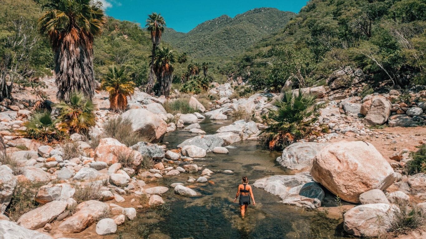 A natural outdoor setting with a clear stream, large rocks, and palm trees.