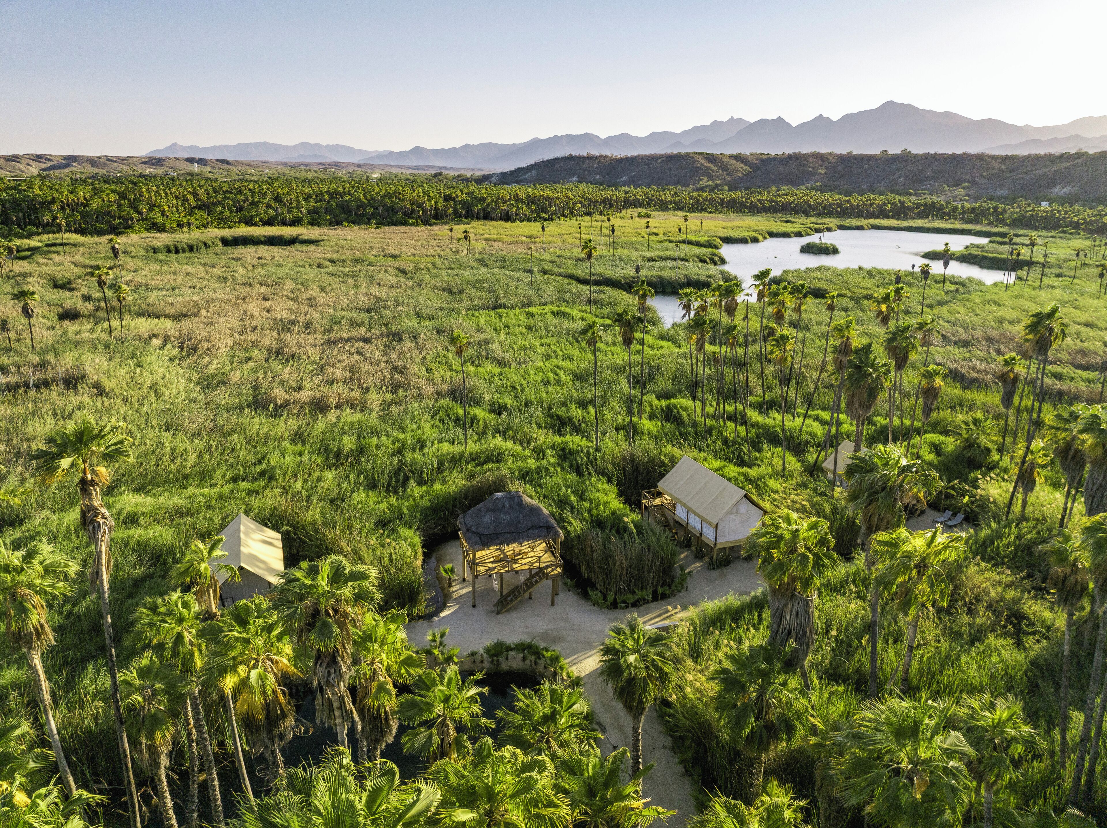 A natural landscape with a small building surrounded by palm trees and a water body.