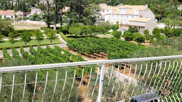 A hillside property with a large house surrounded by vineyards and lush greenery.