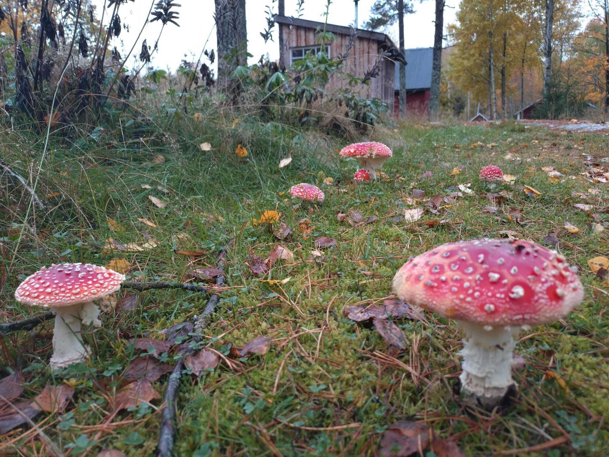 Een bosbodem met verschillende grote paddenstoelen en een houten constructie op de achtergrond.