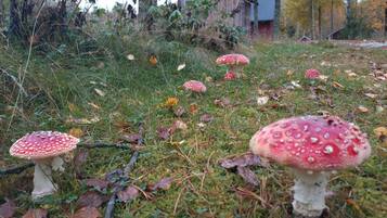 Een bosbodem met verschillende grote paddenstoelen en een houten constructie op de achtergrond.