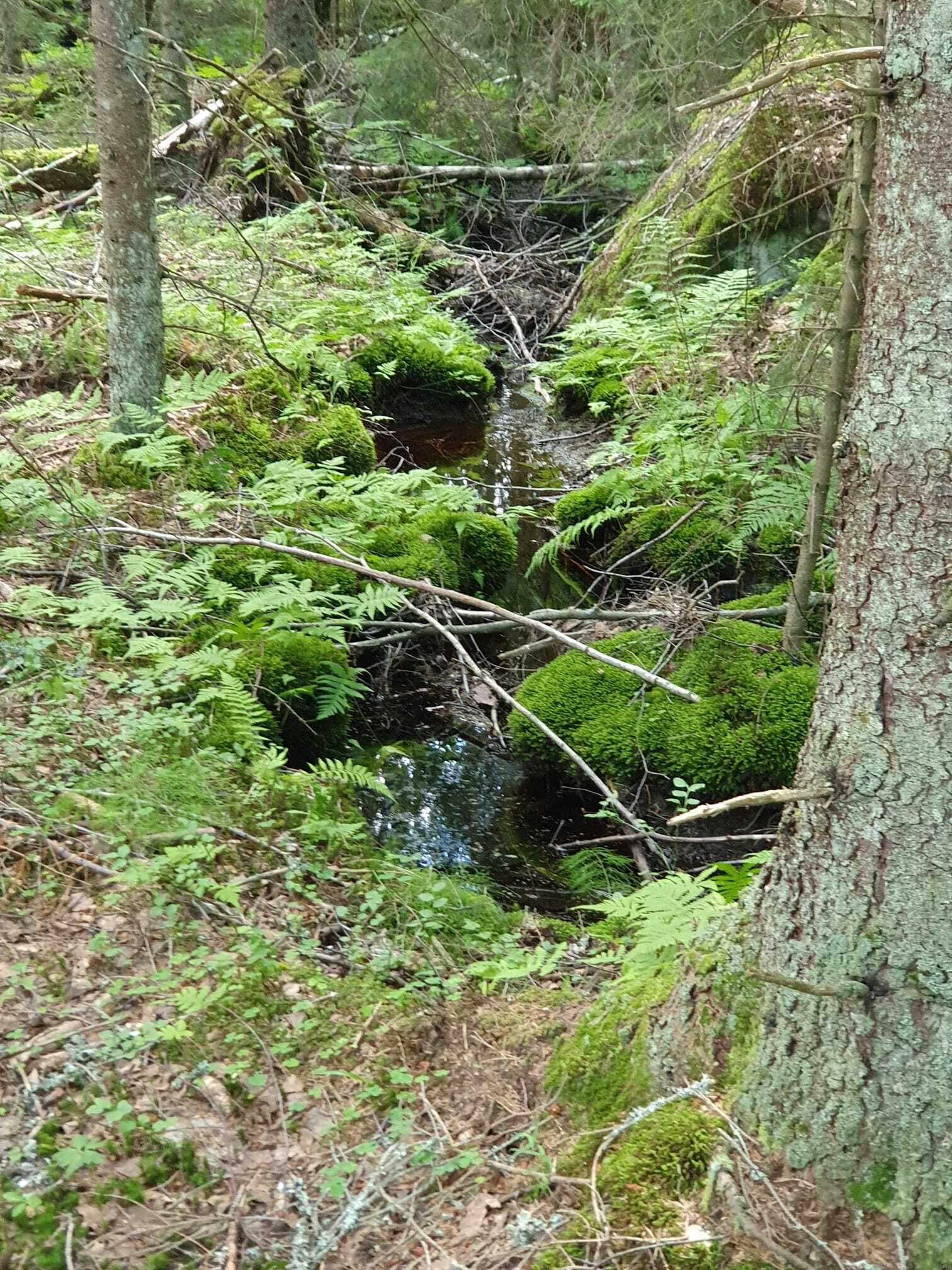 Ett skogsområde med en liten bäck, tätvuxna ormbunkar och träd.
