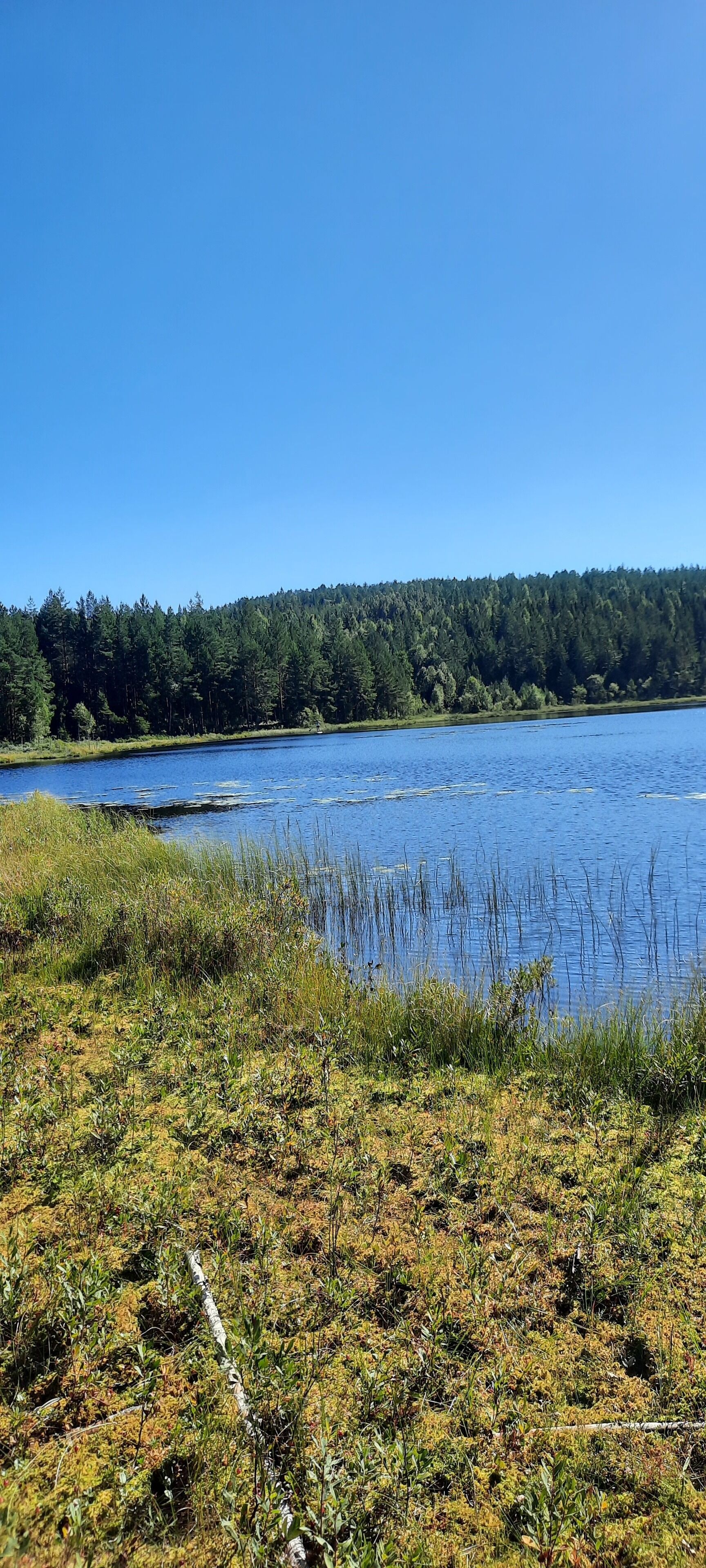 A natural landscape with a lake, dense forest, and grassy areas.
