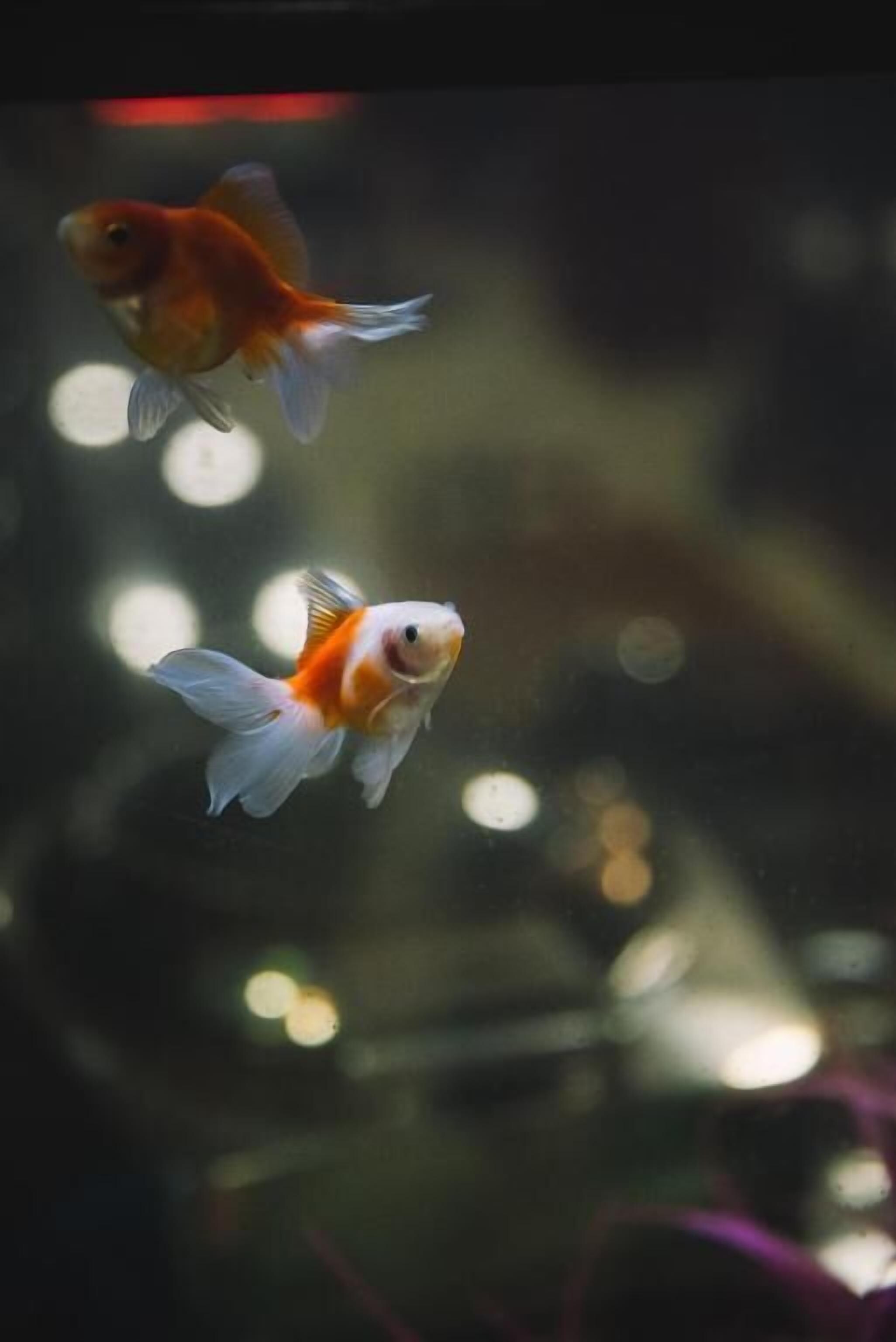 Two goldfish in an aquarium with a blurred background.