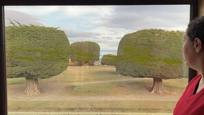Une vue à travers une fenêtre sur un paysage comprenant deux grands arbres, bien entretenus, et une zone herbeuse.