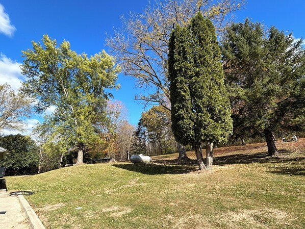 Zona verde con árboles y cielo azul despejado.