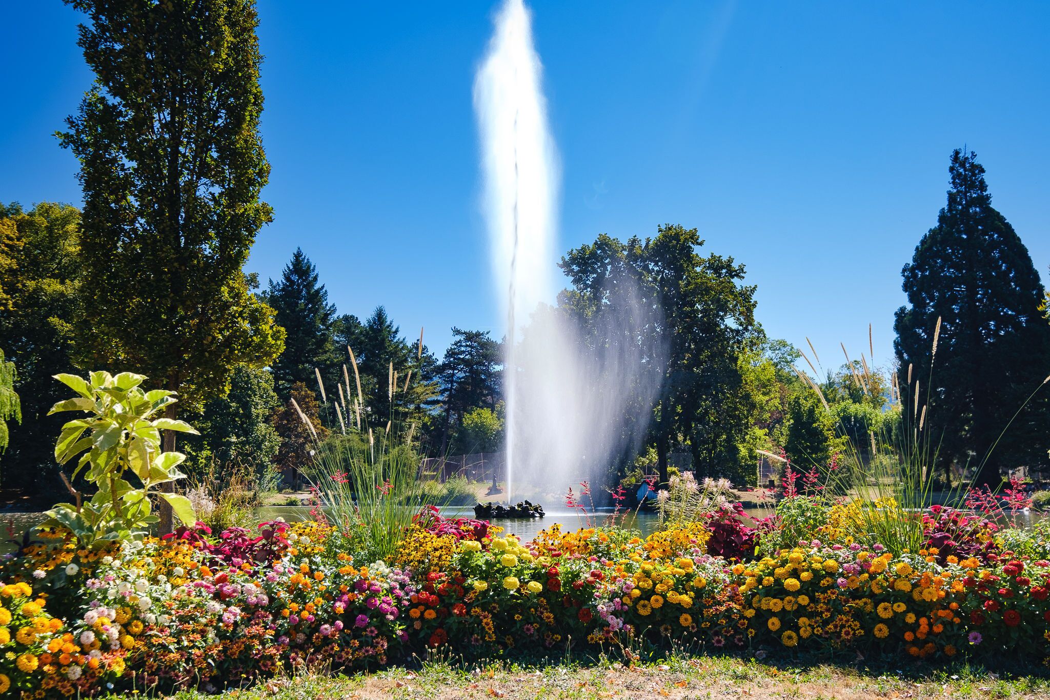 Un jardín con una fuente, rodeado de flores de colores y árboles altos.
